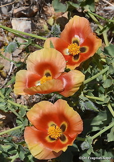 Glaucium leiocarpum S Hermon, 2170 m. Geotagged,Glaucium leiocarpum,Spring