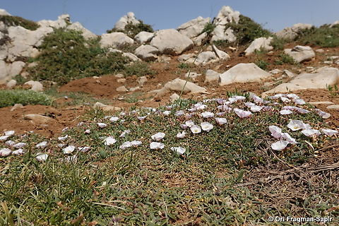 Convolvulus libanoticus S Hermon, Duvdevan Ridge, 2150 m. Convolvulus libanoticus,Geotagged,Spring