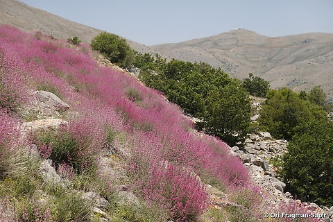 Centranthus longiflorus S Hermon, Mt shalhavit, 1850 m. Centranthus longiflorus,Geotagged,Spring