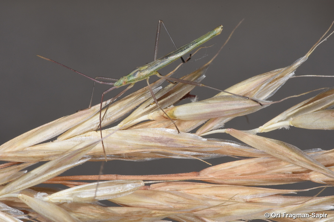 Chorosoma schillingii S Hermon, 1650 m. Chorosoma schillingii,Geotagged,Spring