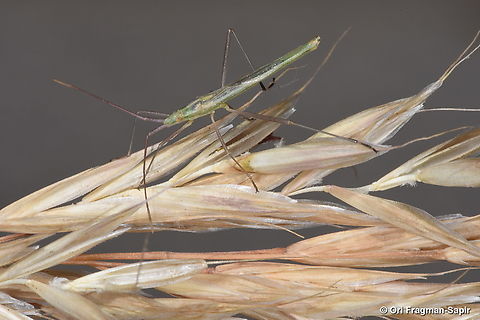 Chorosoma schillingii S Hermon, 1650 m. Chorosoma schillingii,Geotagged,Spring