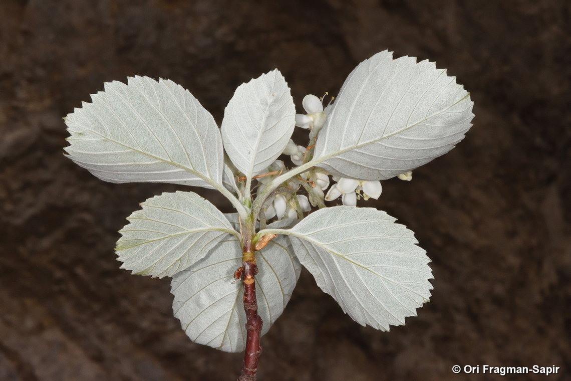 Sorbus umbellata Mt Hermon, Nahal Sion, 1650 m. Geotagged,Sorbus umbellata,Spring
