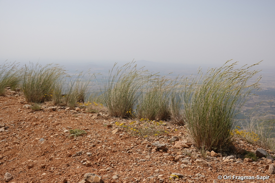 Elymus libanoticus S Hermon, 2030 m. Elymus libanoticus,Geotagged,Spring