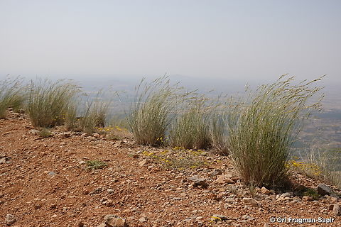 Elymus libanoticus S Hermon, 2030 m. Elymus libanoticus,Geotagged,Spring
