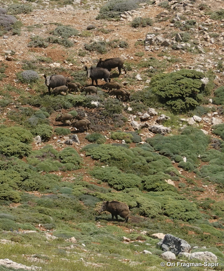 Sus scrofa  Geotagged,Razorback,Spring,Sus scrofa