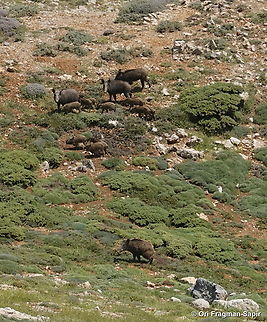 Sus scrofa  Geotagged,Razorback,Spring,Sus scrofa