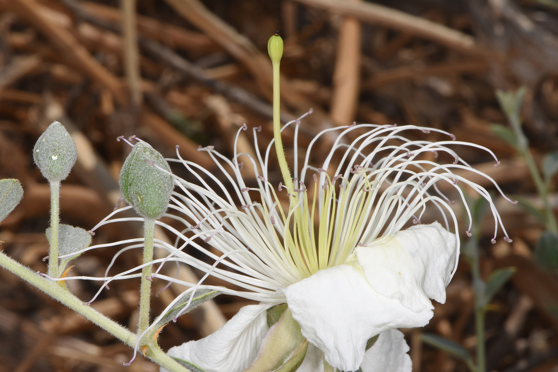 Capparis sicula N Israel, Hula Valley, Gadot Capparis sicula,Geotagged,Spring
