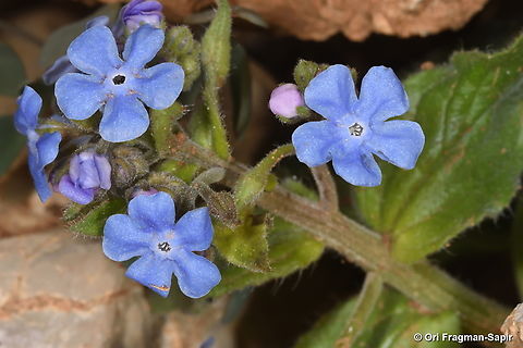 Brunnera orientalis  Brunnera orientalis,Geotagged,Spring