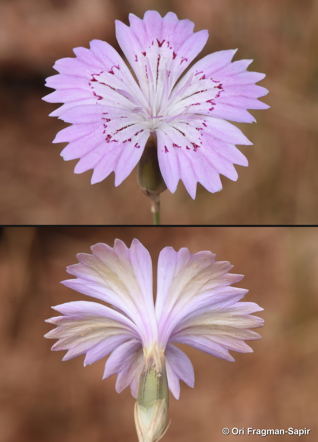 Dianthus strictus N Israel, Lower Galilee, Arbel Cliff Dianthus strictus,Geotagged,Israel,Spring,Wild Pink
