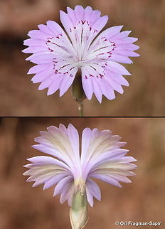 Dianthus strictus N Israel, Lower Galilee, Arbel Cliff Dianthus strictus,Geotagged,Israel,Spring,Wild Pink