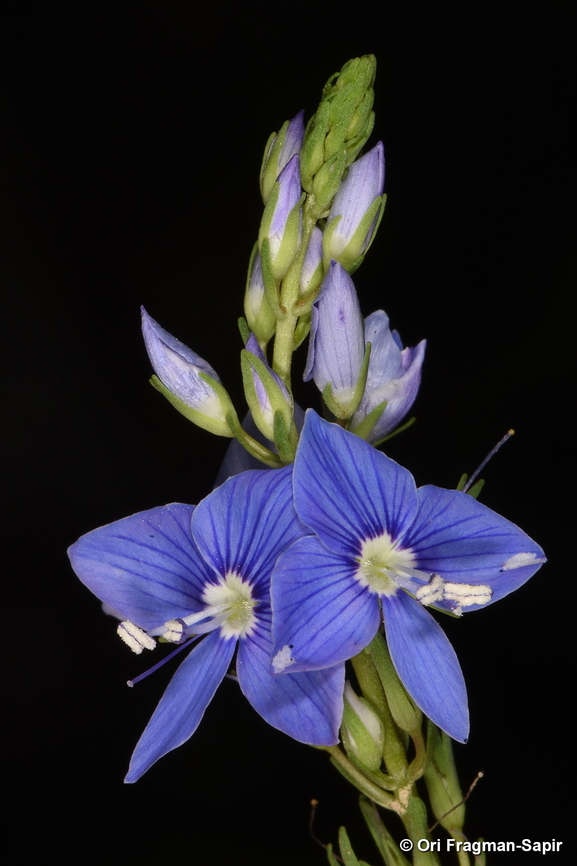 Veronica leiocarpa  Geotagged,Israel,Spring,Veronica leiocarpa