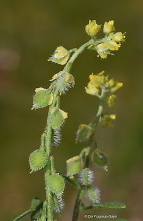 Clypeola lappacea  Clypeola lappacea,Geotagged,Spring