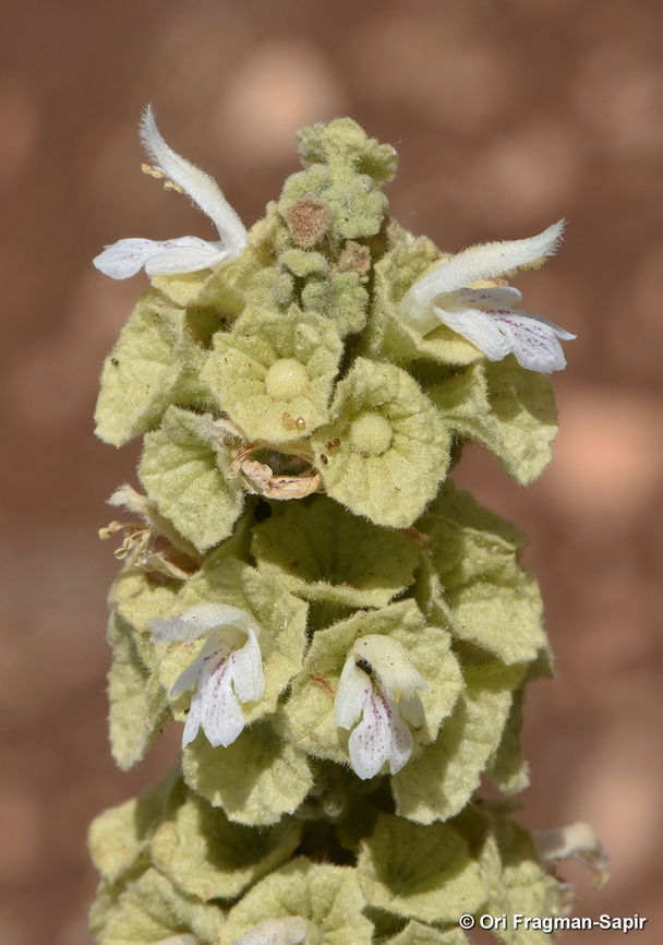 Ballota undulata N Israel, Lower Galilee, Arbel Cliff Ballota undulata,Geotagged,Horehound,Israel,Spring