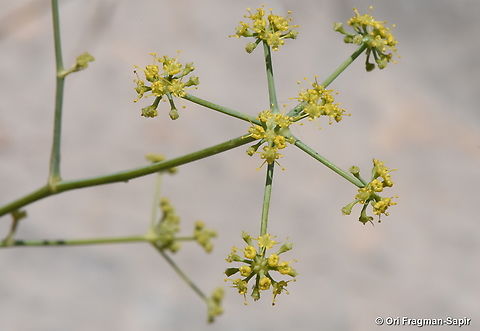 Johrenia dichotoma S Hermon, Mt Shalhavit, 1800 m. Geotagged,Johrenia dichotoma,Spring