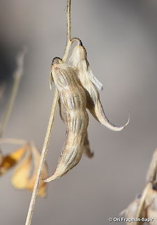 Trigonella strangulata S Hermon, Mt Shalhavit, 1800 m. Geotagged,Spring,Trigonella strangulata