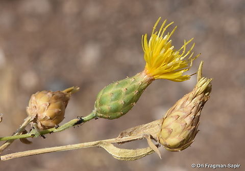 Centaurea polypodiifolia