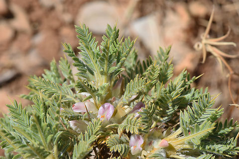 Astragalus echinus S Hermon, Mt shalhavit, 1920 m. Astragalus echinus,Geotagged,Spring