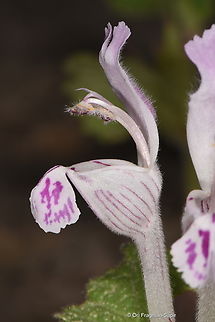 Lamium garganicum  Geotagged,Lamium garganicum,Monte Gargano Dead-Nettle,Spring