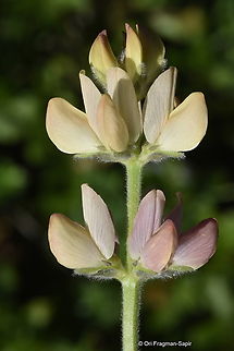 Lupinus gredensis  Geotagged,Lupinus gredensis,Spring