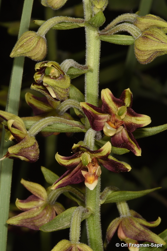 Epipactis veratrifolia N Israel, N Hula Valley, Horshat Tal Reserve Epipactis veratrifolia,Geotagged,Israel,Spring