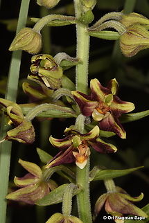 Epipactis veratrifolia N Israel, N Hula Valley, Horshat Tal Reserve Epipactis veratrifolia,Geotagged,Israel,Spring