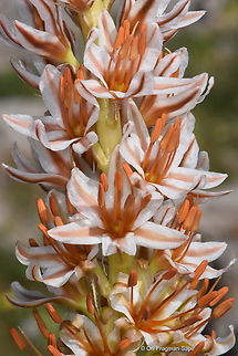 Eremurus spectabilis  Eremurus spectabilis,Geotagged,Spring
