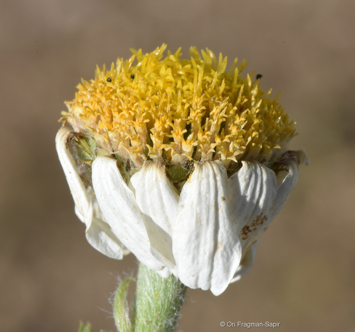 Anacyclus clavatus  Anacyclus clavatus,Geotagged,Spring