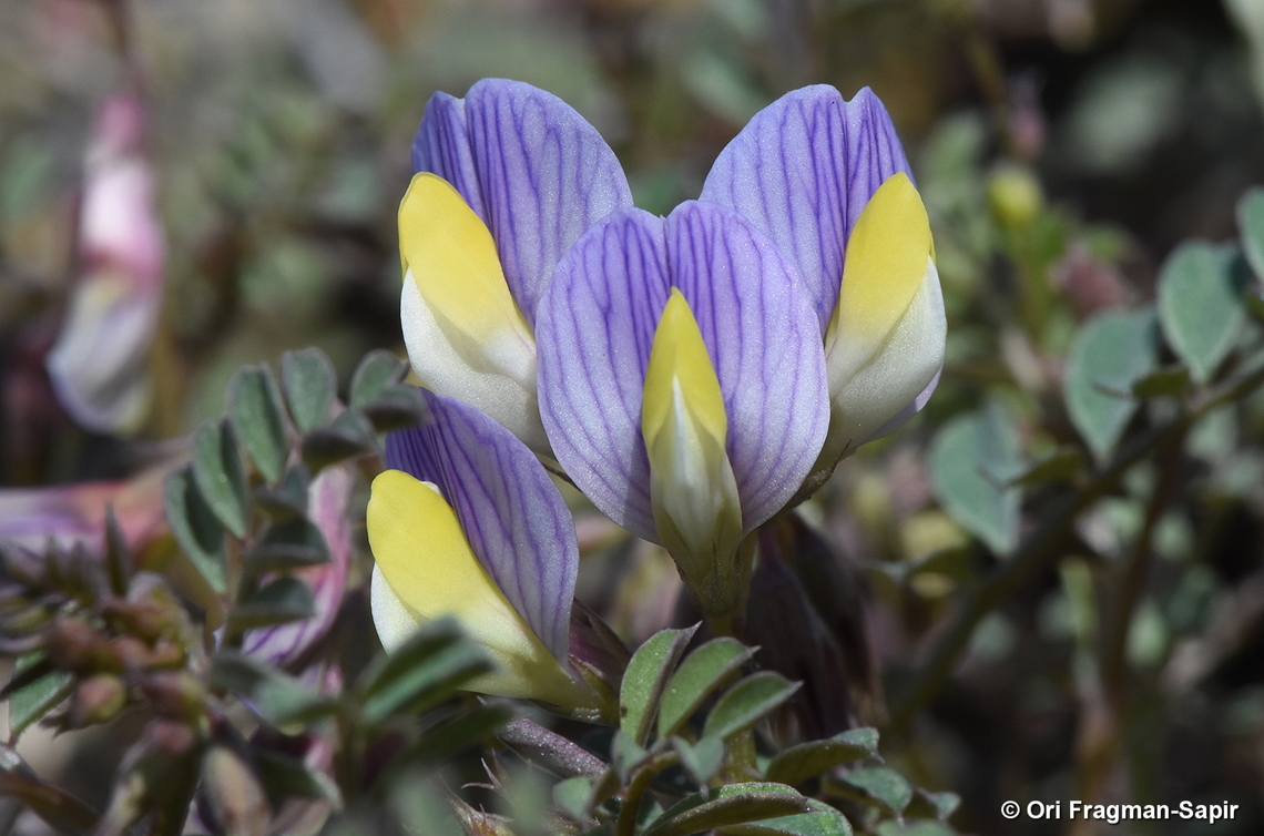 Vicia lunata Cyprus, Troodos, Millomeris Waterfall Cyprus,Geotagged,Vicia lunata,Winter