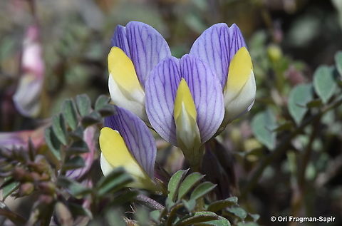 Vicia lunata Cyprus, Troodos, Millomeris Waterfall Cyprus,Geotagged,Vicia lunata,Winter
