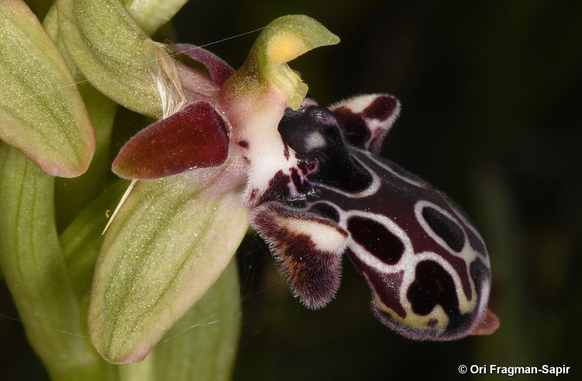 Ophrys kotschyi Cyprus, Akrotiri Cyprus bee orchid,Geotagged,Ophrys kotschyi,United Kingdom,Winter