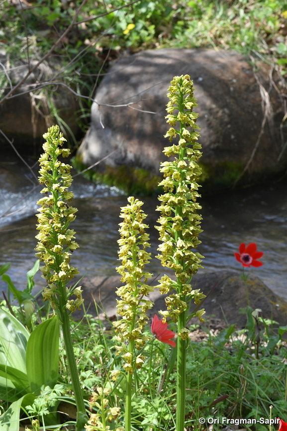 Orchis punctulata  Geotagged,Israel,Orchis punctulata,Small-dotted Orchis,Winter