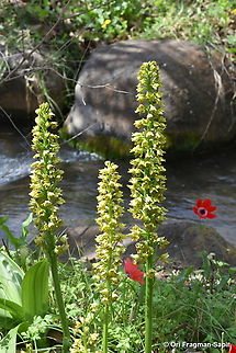 Orchis punctulata  Geotagged,Israel,Orchis punctulata,Small-dotted Orchis,Winter
