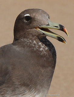 Sooty gull  Geotagged,Ichthyaetus hemprichii,Sooty gull,United Arab Emirates,Winter