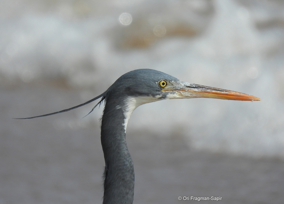 Egretta gularis  Egretta gularis,Geotagged,United Arab Emirates,Winter,western ree