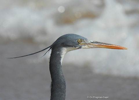 Egretta gularis  Egretta gularis,Geotagged,United Arab Emirates,Winter,western ree