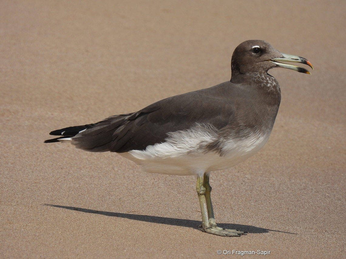 Sooty gull  Geotagged,Ichthyaetus hemprichii,Sooty gull,United Arab Emirates,Winter