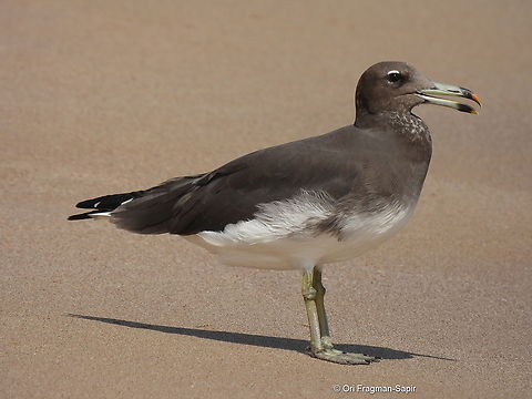 Sooty gull  Geotagged,Ichthyaetus hemprichii,Sooty gull,United Arab Emirates,Winter