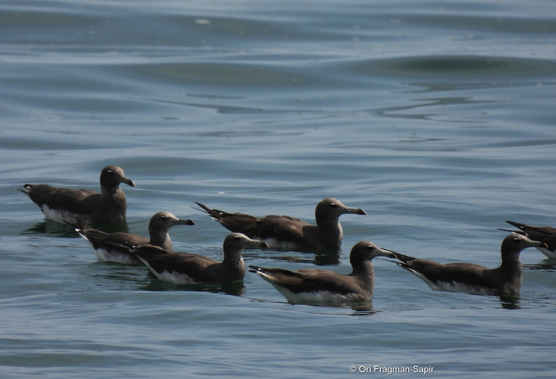 Sooty gull  Geotagged,Ichthyaetus hemprichii,Sooty gull,United Arab Emirates,Winter