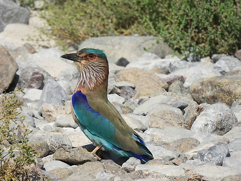 Indian roller UAE, Khor Kalba Coracias benghalensis,Geotagged,Indian Roller,United Arab Emirates,Winter