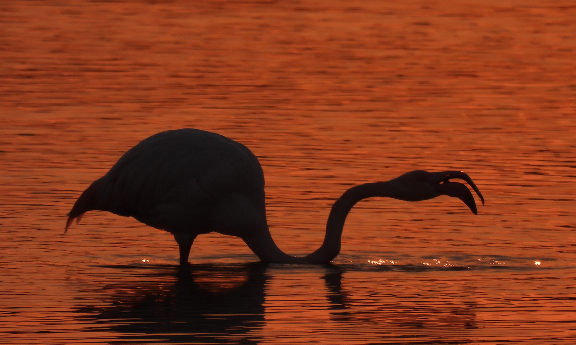Greater flamingo  Geotagged,Greater flamingo,Israel,Phoenicopterus roseus,Winter