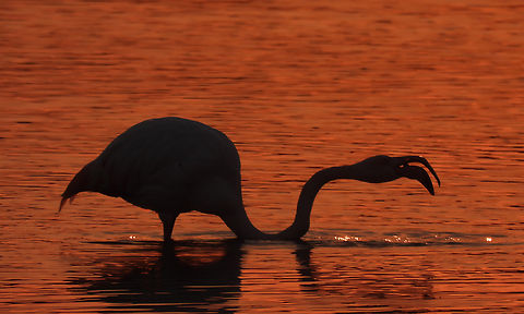 Greater flamingo  Geotagged,Greater flamingo,Israel,Phoenicopterus roseus,Winter