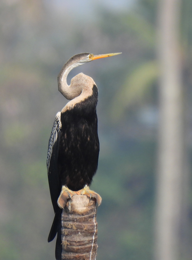 Indian darter  Anhinga melanogaster,Geotagged,India,Oriental darter,Winter