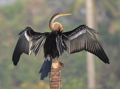 Indian darter  Anhinga melanogaster,Geotagged,India,Oriental darter,Winter