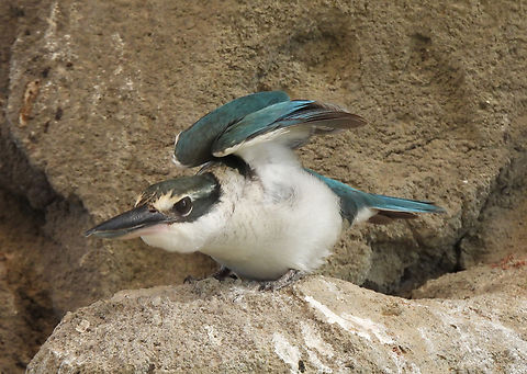 Todiramphus chloris kalbaensis  Collared Kingfisher,Geotagged,Todiramphus chloris,United Arab Emirates,Winter