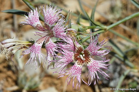 Dianthus libanotis S Hermon, 2000 m. Dianthus libanotis,Geotagged,Mount Libanus Pink,Summer