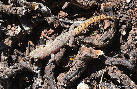 Lebanese Thin-toed Gecko
