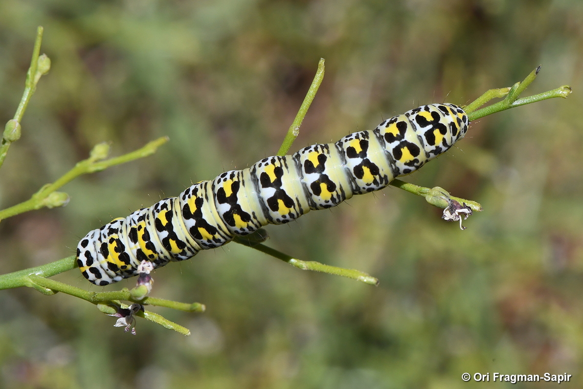 Cucullia scrophulariae S Hermon, 2050 m. Geotagged,Shargacucullia scrophulariae,Summer,Water Betony