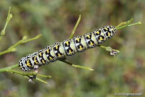 Cucullia scrophulariae S Hermon, 2050 m. Geotagged,Shargacucullia scrophulariae,Summer,Water Betony