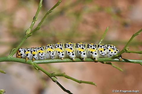 Cucullia scrophulariae S Hermon, 2050 m. Geotagged,Shargacucullia scrophulariae,Summer,Water Betony