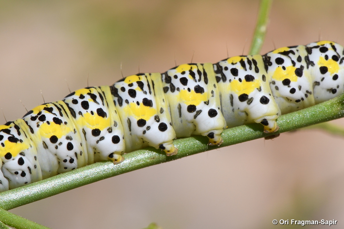 Cucullia scrophulariae S Hermon, 2050 m. Geotagged,Shargacucullia scrophulariae,Summer,Water Betony